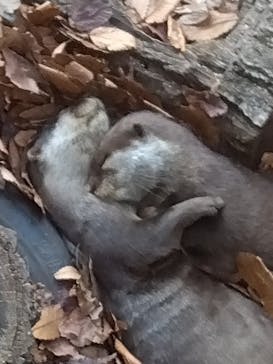 名古屋市東山動植物園に投稿された画像（2024/10/14）