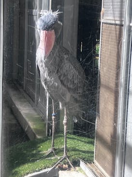 恩賜上野動物園に投稿された画像（2024/10/14）