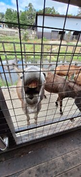 那須サファリパークに投稿された画像（2024/10/14）