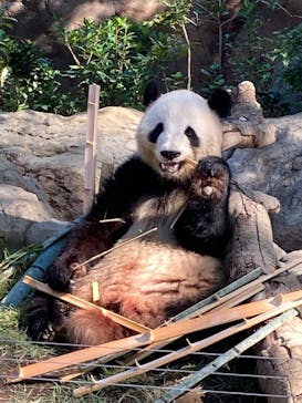 恩賜上野動物園に投稿された画像（2024/10/14）