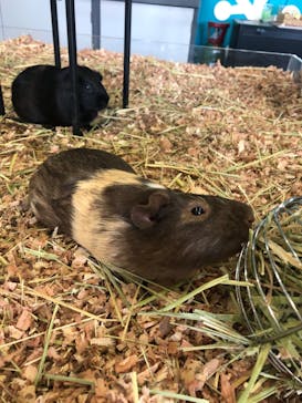 Moff animal cafe iias つくば店に投稿された画像（2024/10/14）