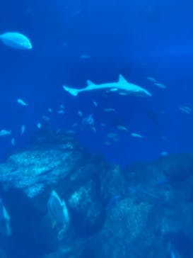 アクアワールド茨城県大洗水族館に投稿された画像（2024/10/14）