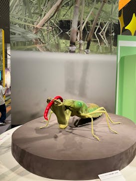 特別展「昆虫 MANIAC」（国立科学博物館）に投稿された画像（2024/10/14）