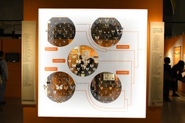 特別展「昆虫 MANIAC」（国立科学博物館）に投稿された画像（2024/10/14）