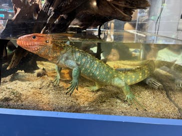 スマートアクアリウム静岡に投稿された画像（2024/10/14）