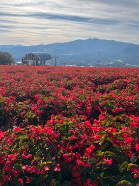ひるがのピクニックガーデンに投稿された画像（2024/10/14）