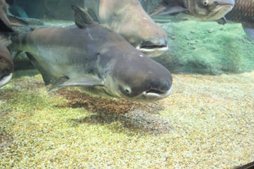 世界淡水魚園水族館　アクア・トトぎふに投稿された画像（2024/10/13）