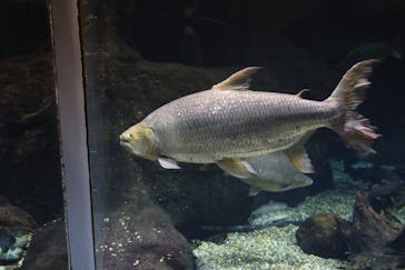 世界淡水魚園水族館　アクア・トトぎふに投稿された画像（2024/10/13）