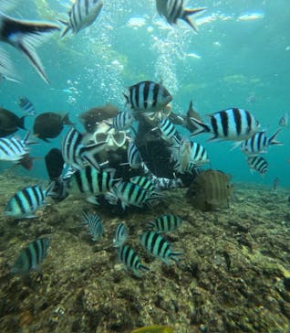 沖縄マリンサービス碧に投稿された画像（2024/10/14）