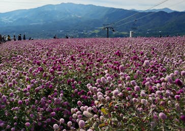 ひるがのピクニックガーデンに投稿された画像（2024/10/14）