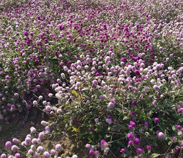 ひるがのピクニックガーデンに投稿された画像（2024/10/14）