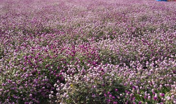 ひるがのピクニックガーデンに投稿された画像（2024/10/14）