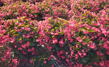 ひるがのピクニックガーデンに投稿された画像（2024/10/14）