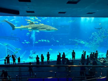 沖縄美ら海水族館に投稿された画像（2024/10/14）