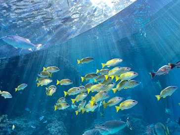 沖縄美ら海水族館に投稿された画像（2024/10/14）