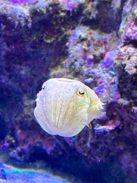 沖縄美ら海水族館に投稿された画像（2024/10/14）