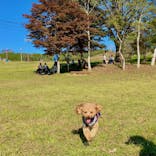 ひるがのピクニックガーデンに投稿された画像（2024/10/14）