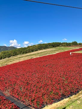 ひるがのピクニックガーデンに投稿された画像（2024/10/14）