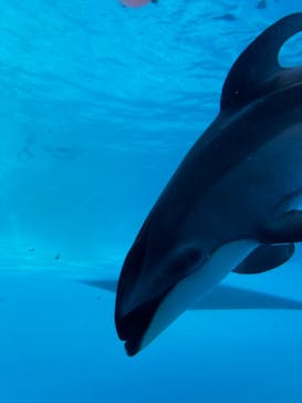 鴨川シーワールドに投稿された画像（2024/10/14）