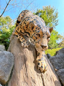 名古屋市東山動植物園に投稿された画像（2024/10/14）