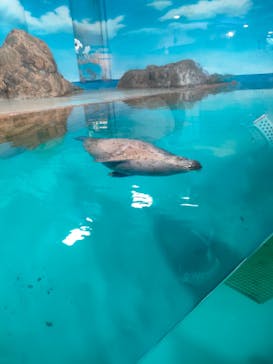 しながわ水族館に投稿された画像（2024/10/14）