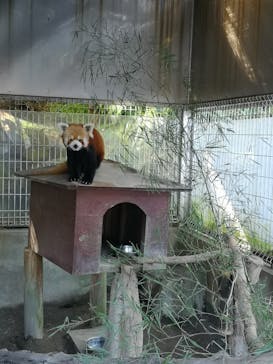 熱川バナナワニ園に投稿された画像（2024/10/12）