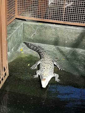 熱川バナナワニ園に投稿された画像（2024/10/12）