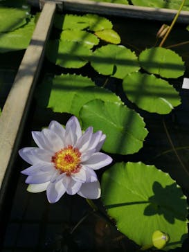 熱川バナナワニ園に投稿された画像（2024/10/12）