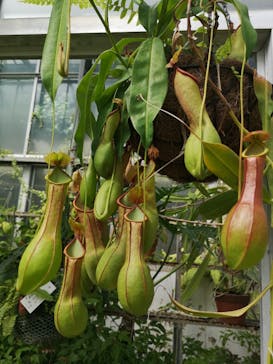 熱川バナナワニ園に投稿された画像（2024/10/12）