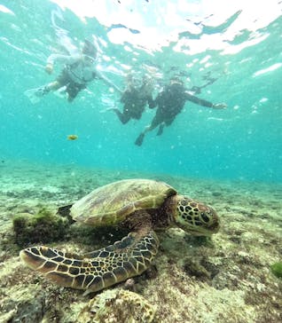 COCO宮古島に投稿された画像（2024/10/14）