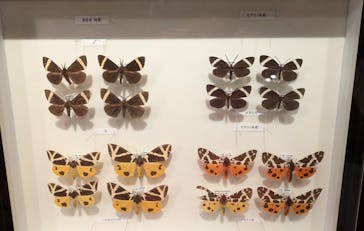 特別展「昆虫 MANIAC」（国立科学博物館）に投稿された画像（2024/10/14）