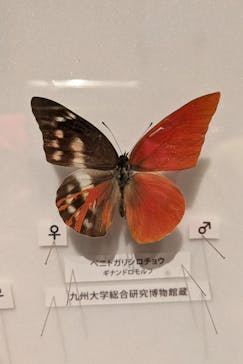 特別展「昆虫 MANIAC」（国立科学博物館）に投稿された画像（2024/10/14）