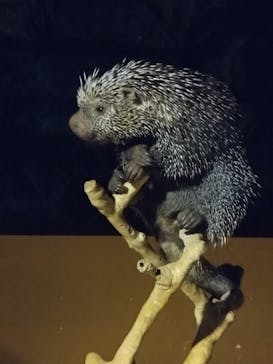 カワスイ 川崎⽔族館に投稿された画像（2024/10/14）