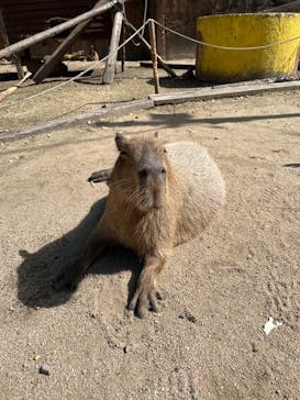 しろとり動物園に投稿された画像（2024/10/14）