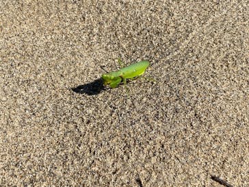 鳥取砂丘セグウェイ ワイルドアドベンチャーツアーに投稿された画像（2024/10/14）