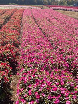 牧歌の里に投稿された画像（2024/10/14）