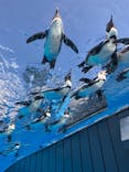 サンシャイン水族館に投稿された画像（2024/10/14）