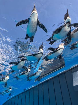 サンシャイン水族館に投稿された画像（2024/10/14）