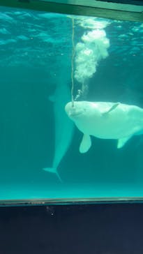 鴨川シーワールドに投稿された画像（2024/10/14）