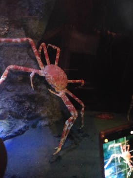 竹島水族館に投稿された画像（2024/10/14）