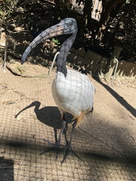 しろとり動物園に投稿された画像（2024/10/14）