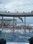 大分マリーンパレス水族館 「うみたまご」に投稿された画像（2024/10/14）
