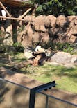 恩賜上野動物園に投稿された画像（2024/10/14）