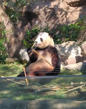 恩賜上野動物園に投稿された画像（2024/10/14）