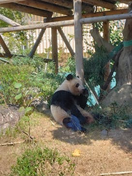 恩賜上野動物園に投稿された画像（2024/10/14）