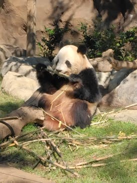 恩賜上野動物園に投稿された画像（2024/10/14）