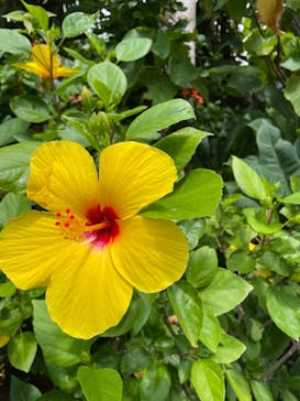 沖縄ゴリダイブに投稿された画像（2024/10/14）