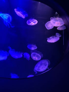 マリンワールド海の中道に投稿された画像（2024/10/14）