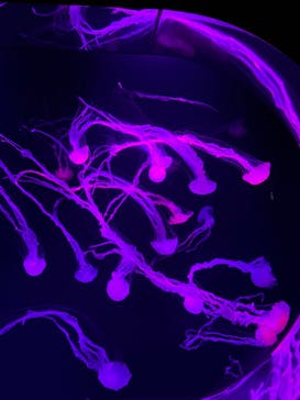 サンシャイン水族館に投稿された画像（2024/10/14）