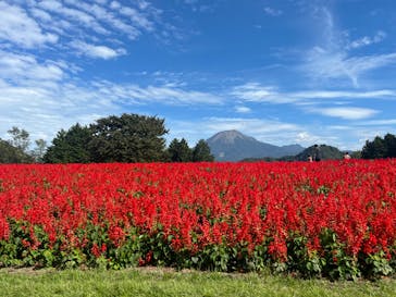 とっとり花回廊に投稿された画像（2024/10/14）